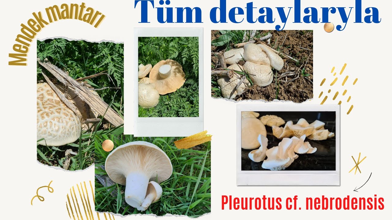 MENDEK MANTARI (Pleurotus nebrodensis) TÜM AYRINTILARIYLA [Tanıtım 9/2021)