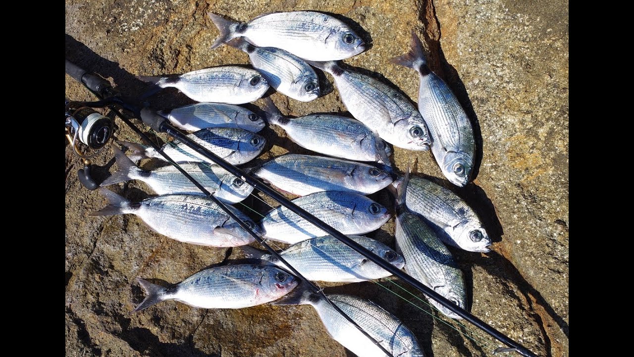 17 Saddled Bream Live Strikes on Realis Pencil Popper 110. Feat ZENAQ PA 89