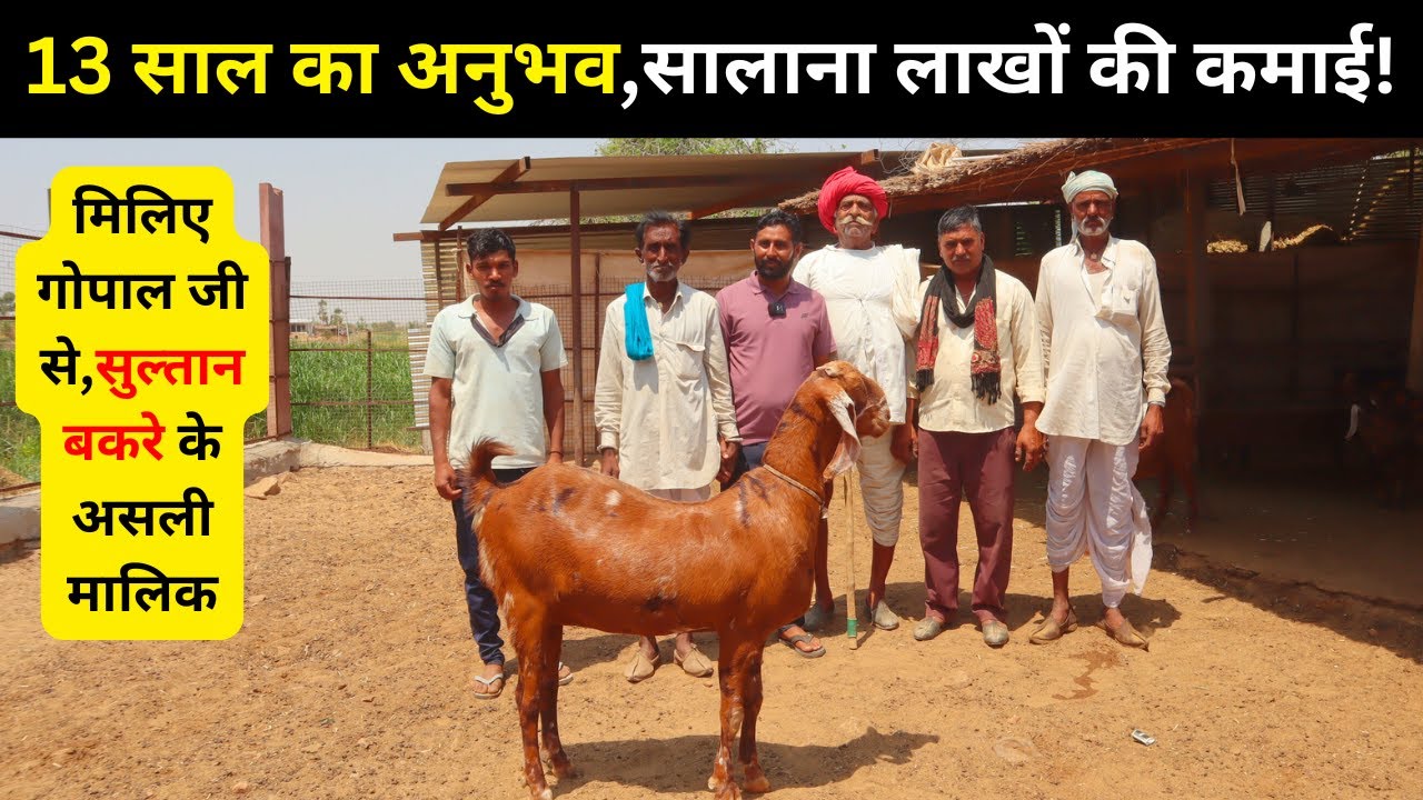 मिलिए गोपाल जी से,सुल्तान बकरे के असली मालिक 13 सालों से लाखों कमाने वाले बकरी पालक | Goat farming