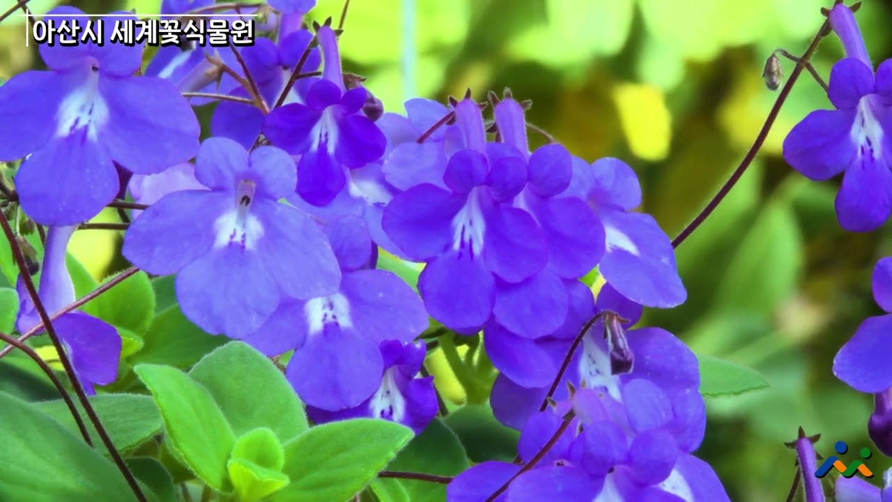 아산시 세계꽃식물원의 봄
