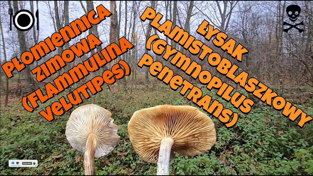 Porównanie🍄Płomiennica zimowa (Flammulina velutipes)🍄Łysak plamistoblaszkowy (Gymnopilus penetrans)🍄