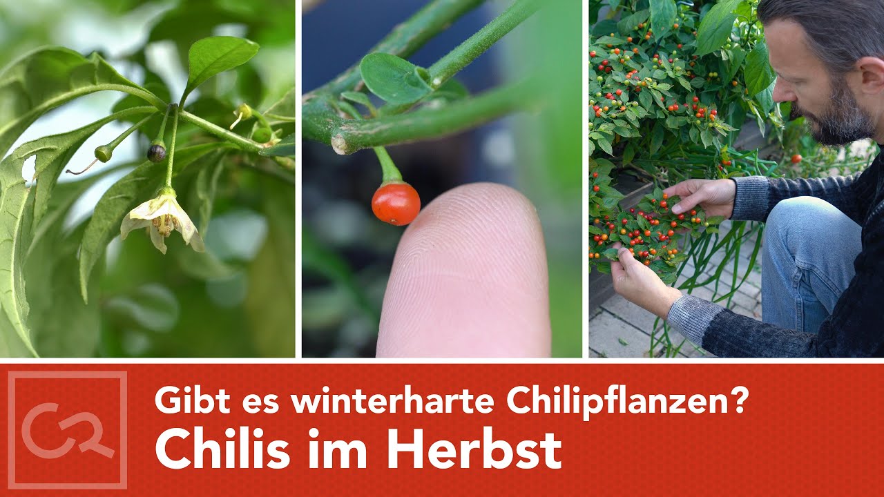 Chilis im Herbst – Gibt es winterharte Chilipflanzen? (Capsicum flexuosum)🌿🌶️🫑