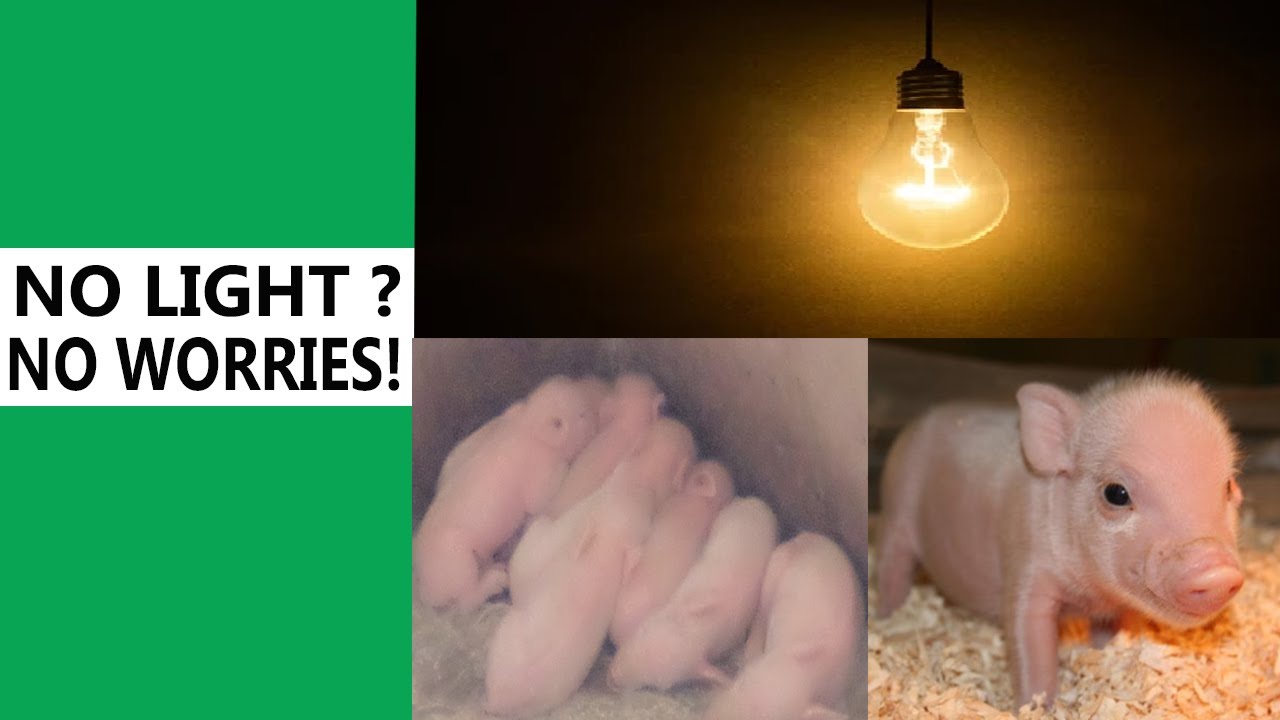 Heat in Pigs: How To Provide Piglets With Heat in Remote Area