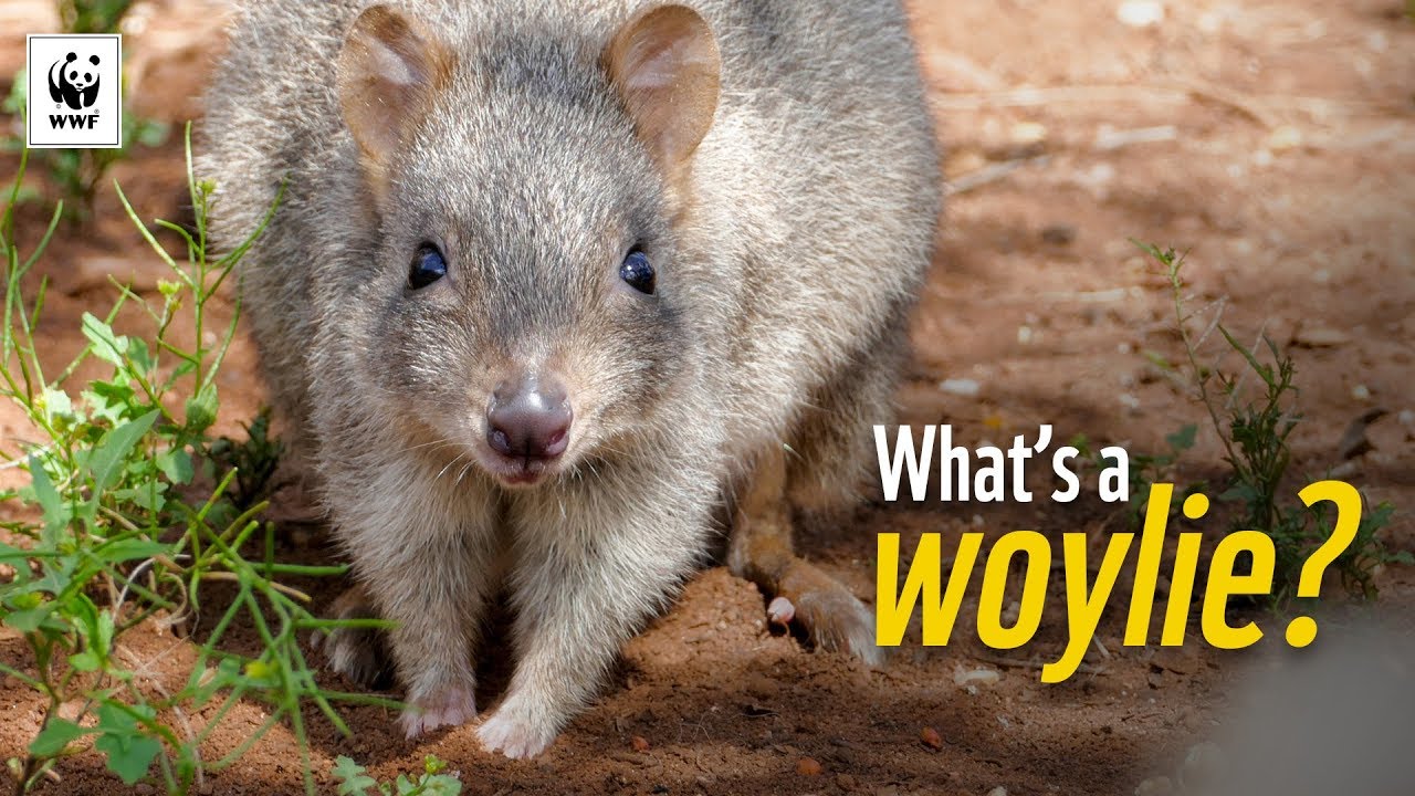 5 Facts About Woylies | WWF-Australia