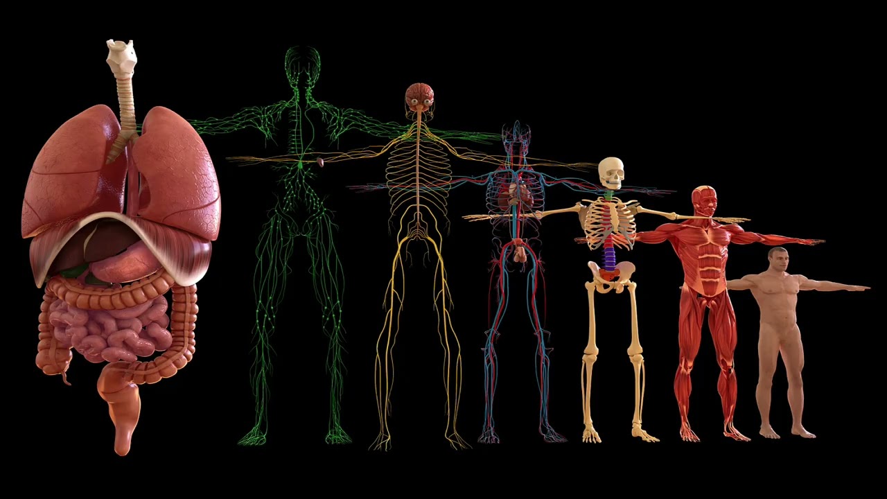 What is Fascia, and Why is it Important?