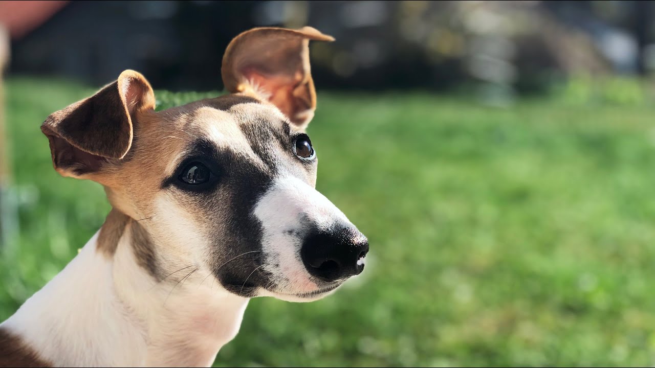 Nellie the Whippet makes new friends and show how fast Whippets can run