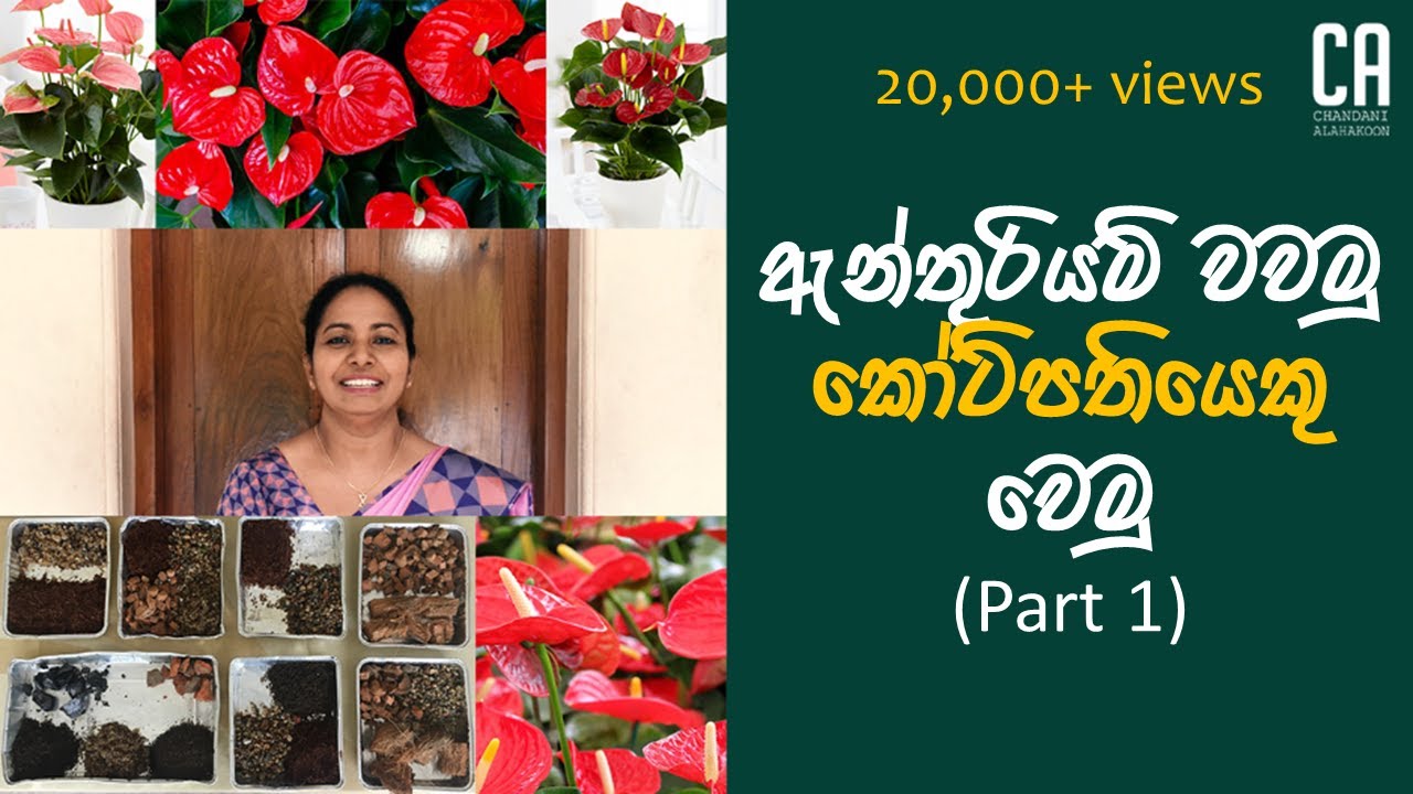 සාර්ථක ඇන්තූරියම් වාගවක් සදහා සුදුසු වගා මාද්‍යක් තෝරගනිමු | How to grow Anthurium