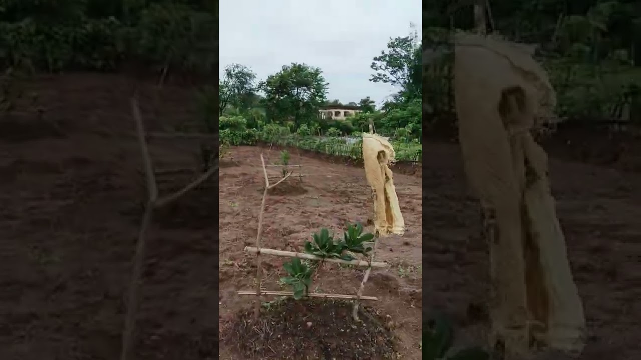 Cashew plantation in Juviwadi, Khudi, Devgad.. #Konkan life