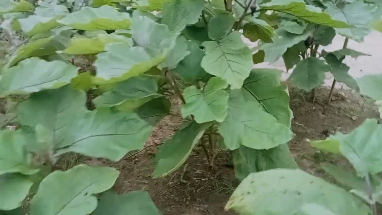 Terong 🍆