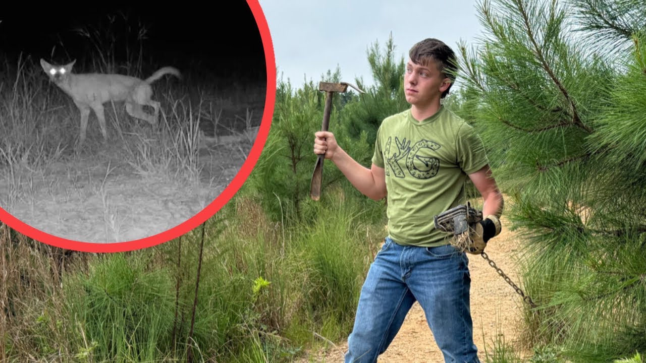 Can I TRAP The COYOTE That is Threatening My TURKEYS?