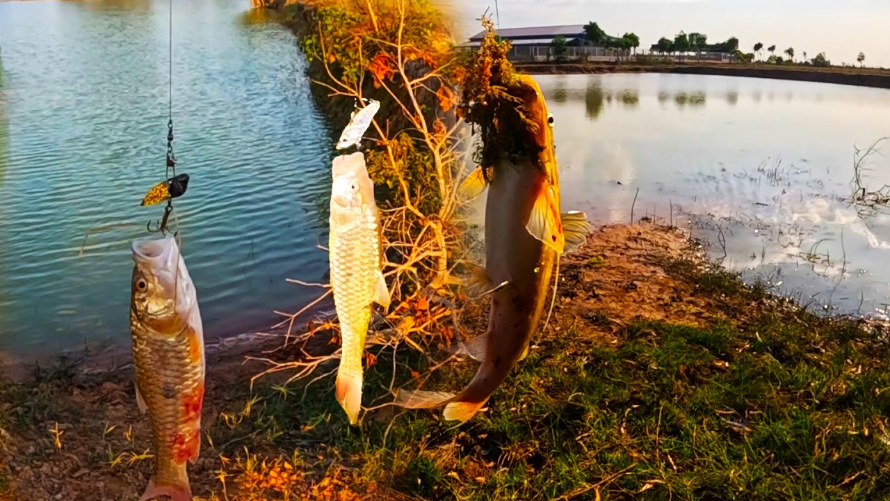 Snakehead fish and catfish bite the same metal bait.