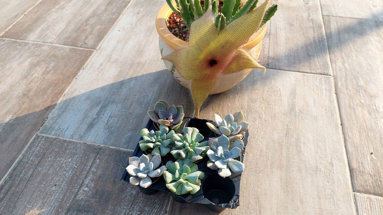 Pazardan Aldığım Sukulentler, En Dev Çiçekli Leş Kaktüsü Stapelia Gigantea