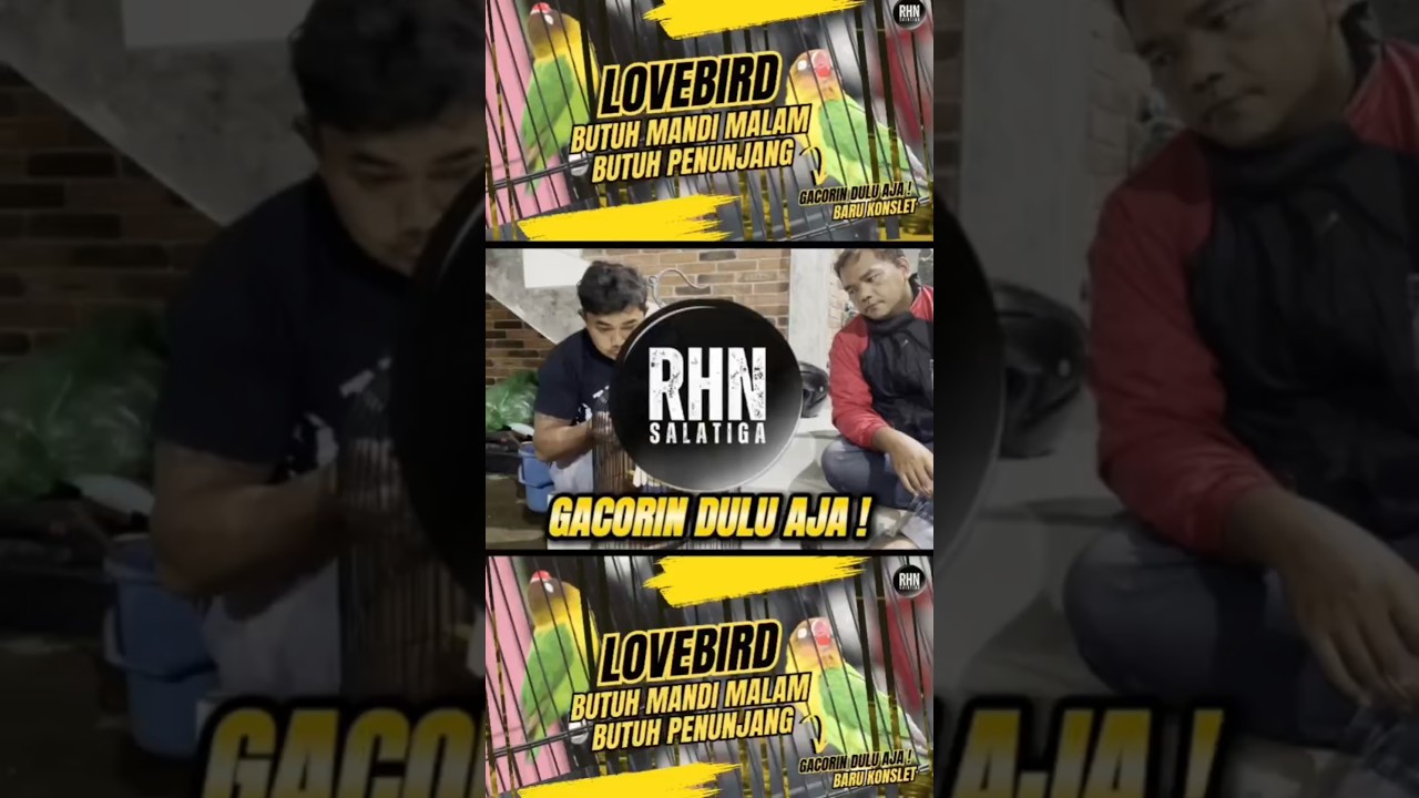 Lovebird butuh yang namanya penunjang agar gacor,Jadi semua ada tahapanya tidak asalan. #jalulandep