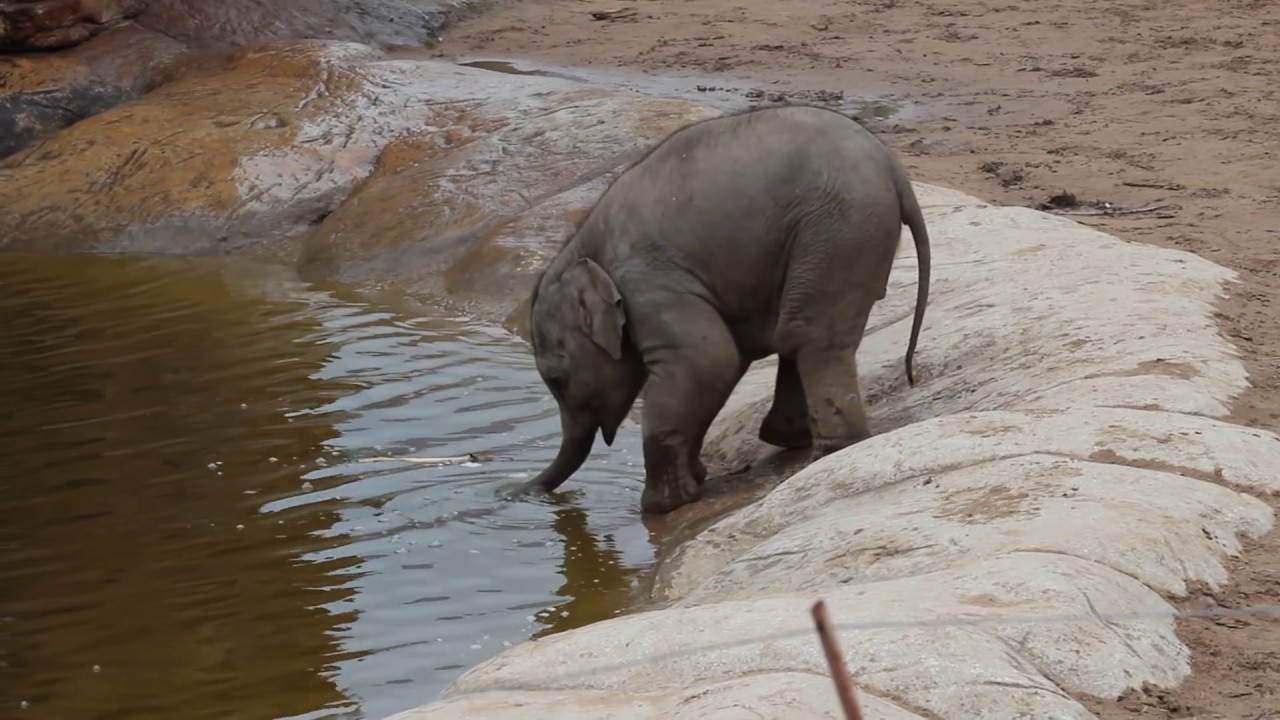 Baby Elephant blowing bubbles at Chester Zoo