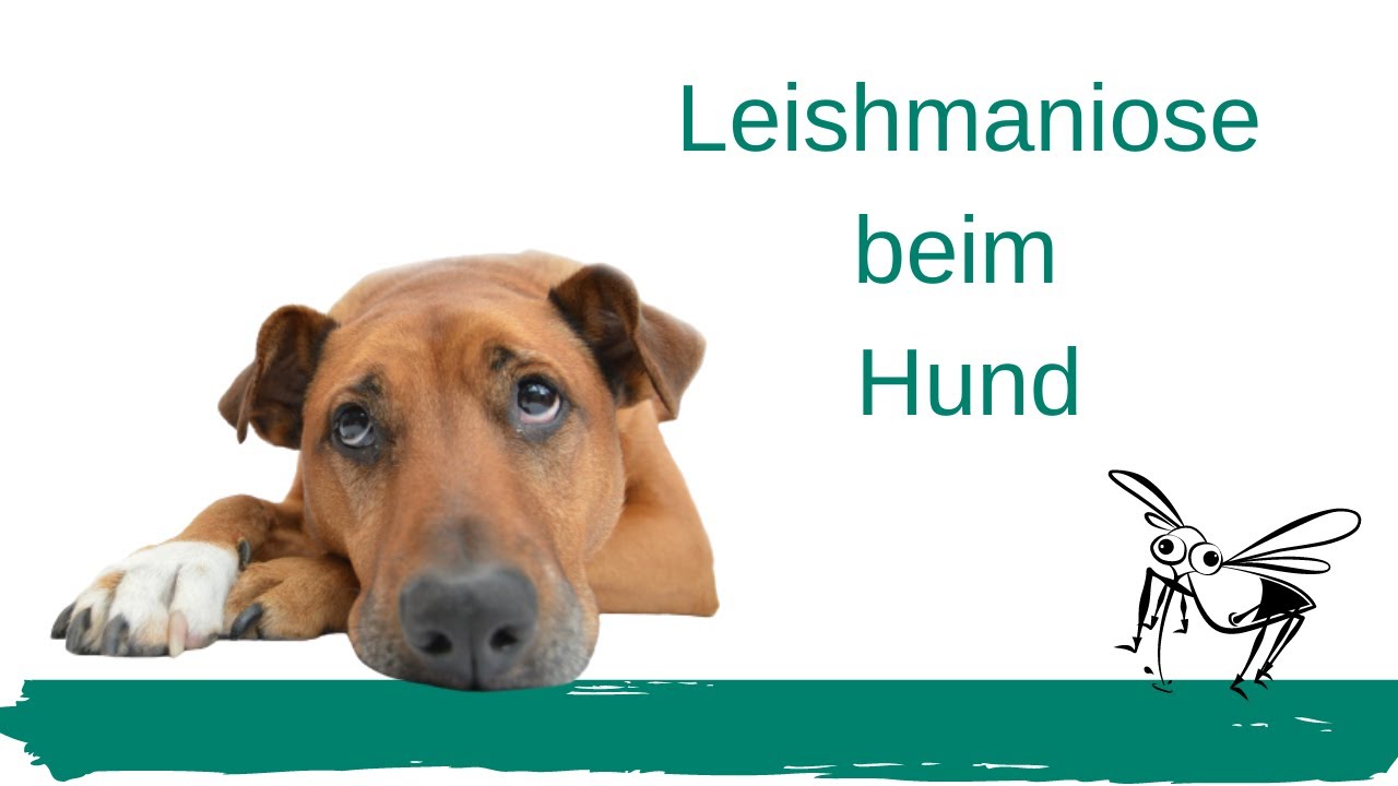Leishmaniose beim Hund