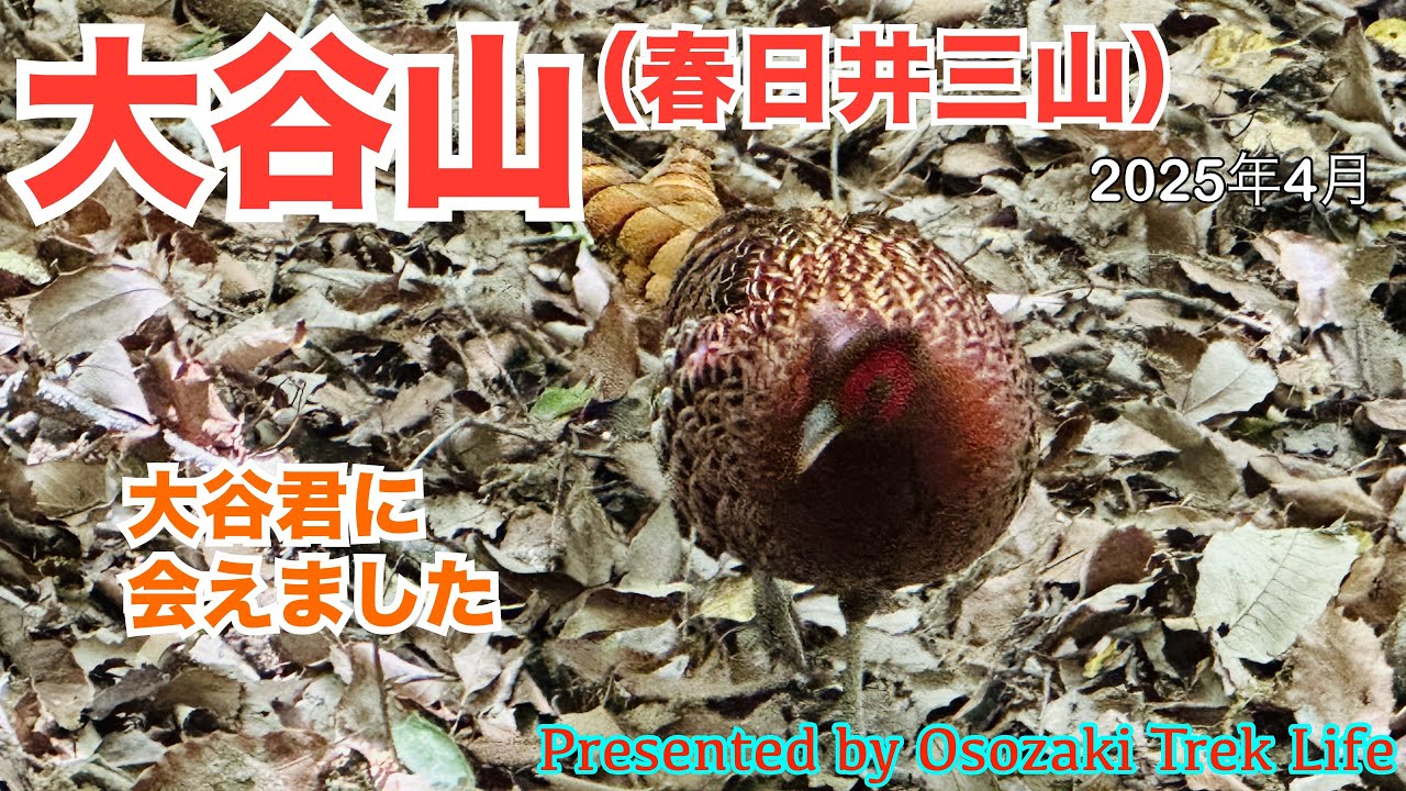 【大谷山(春日井三山) 登山】謎のヤマドリ『大谷君』に会いに行ってきました！大谷山への直登ルートも初紹介です　2025年4月
