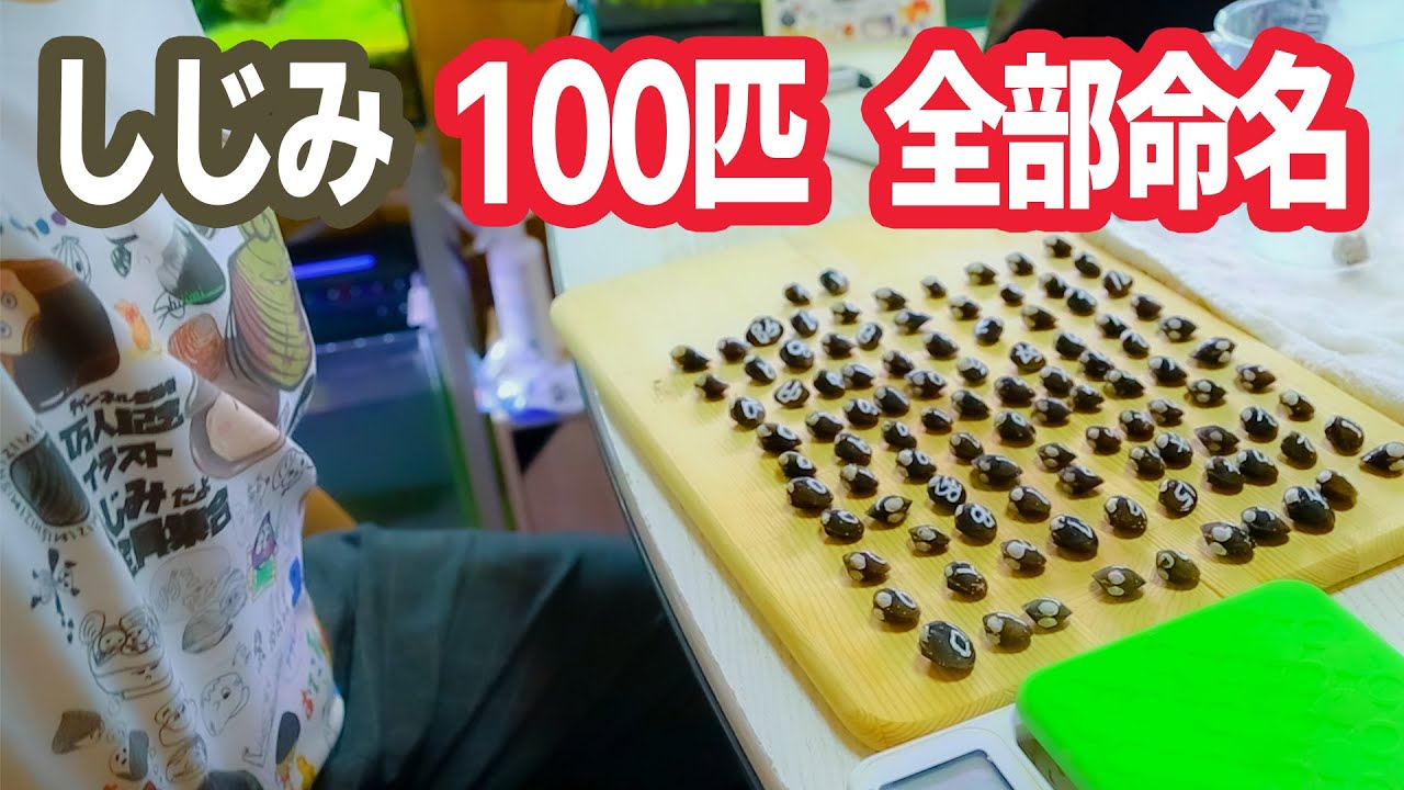 しじみ100匹に名前を決めて 体重測定を実施した動画【アクアリウム】