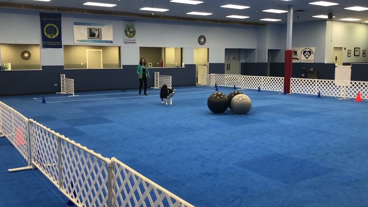 Treibball Novice Standard Run One 8/7/2023