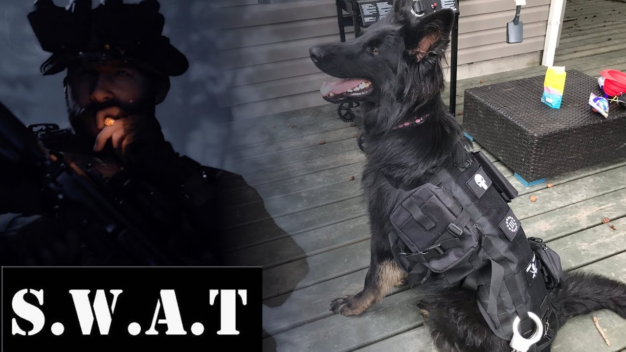 Dog Tactical Harness / K9 Harness / Military Dog Vest / SWAT / Review