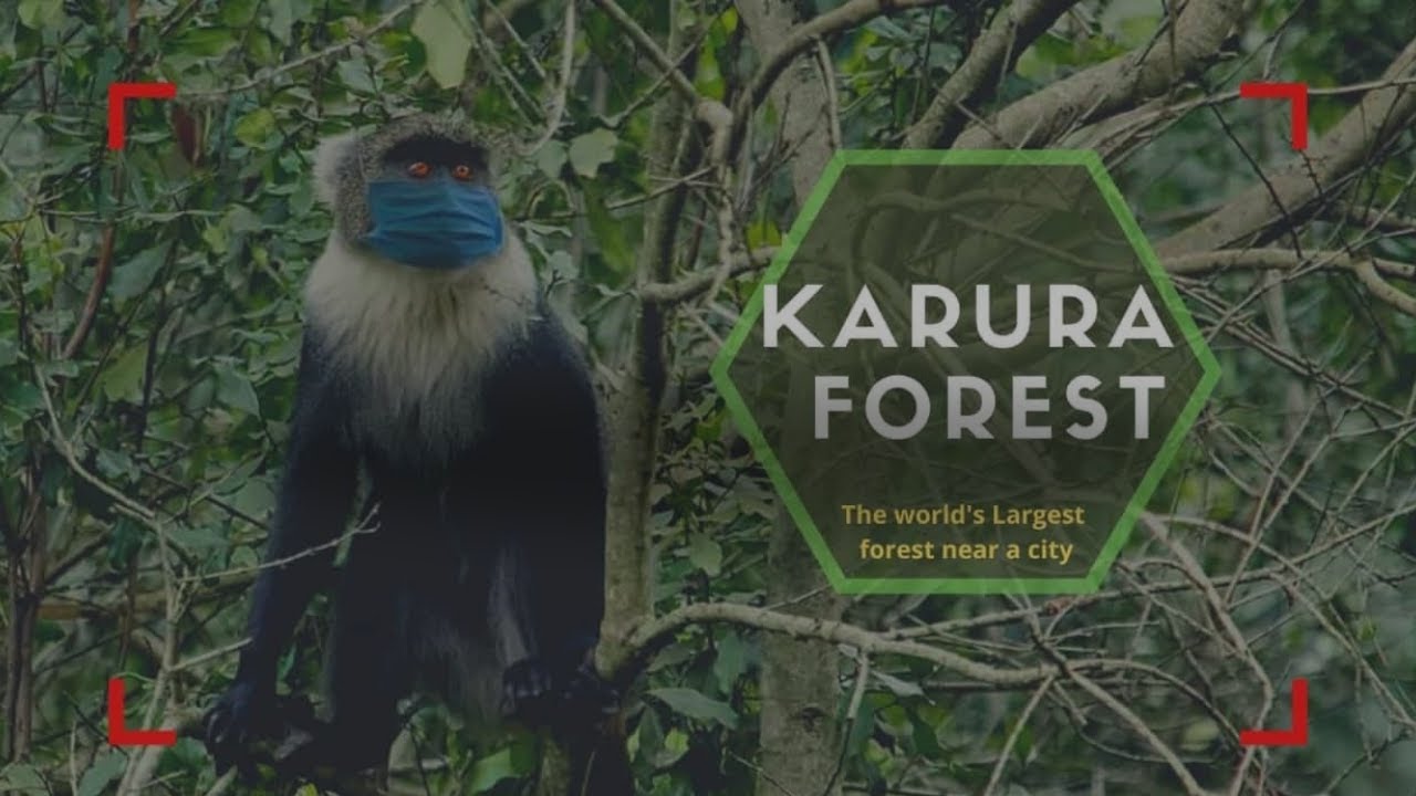 IF YOU ARE AFRAID OF PYTHONS DONT GO TO KARURA FOREST| WONDERS OF KARURA FOREST. KENYA AFRICA