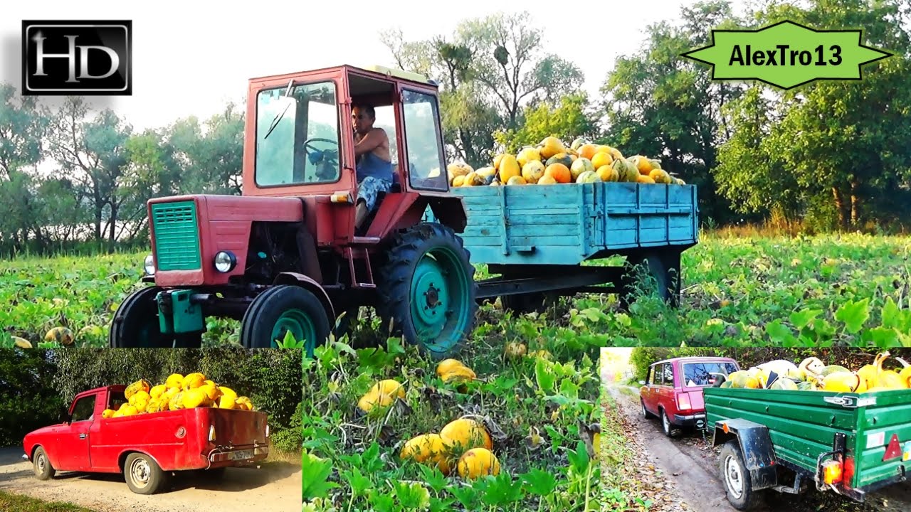 Собираем УРОЖАЙ тыквы ⛄ AlexTro13 ВОЗВРАЩАЕТСЯ.