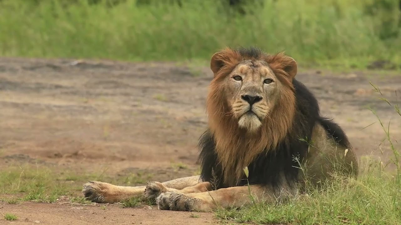 Sasan Gir (ચોમાસામાં સાસણગીરના  દર્શન)