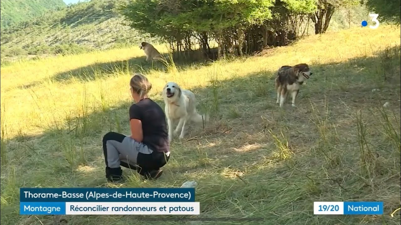 Réconcilier les patous et les randonneurs en montagne (France 3)