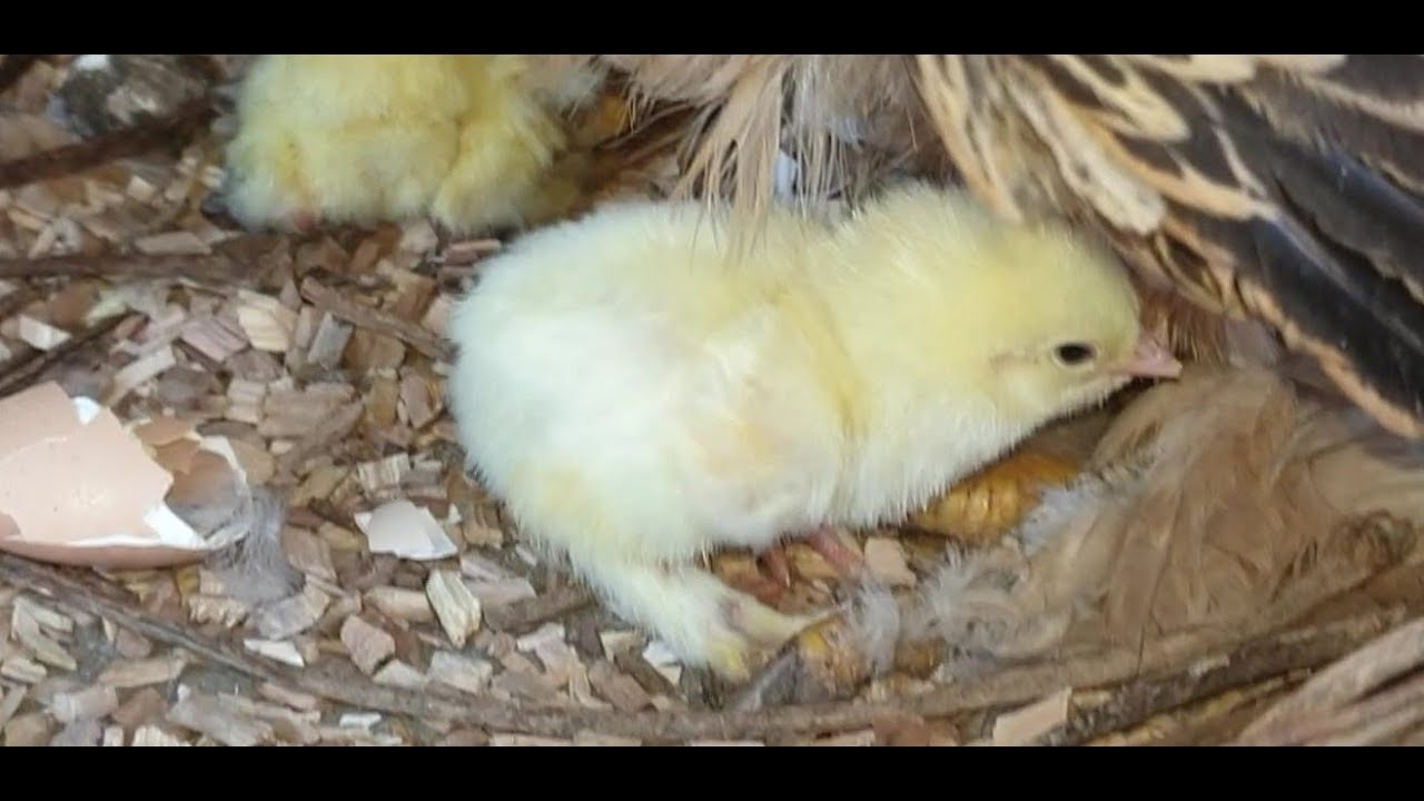 De eerste broedse kip van het jaar, met haar kuikens!