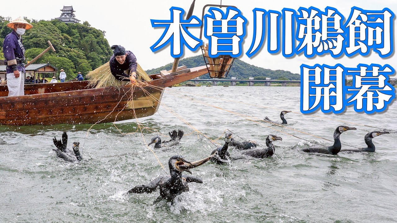 昼も楽しめる1300年の伝統　木曽川鵜飼が開幕　犬山城を背に迫力の漁披露