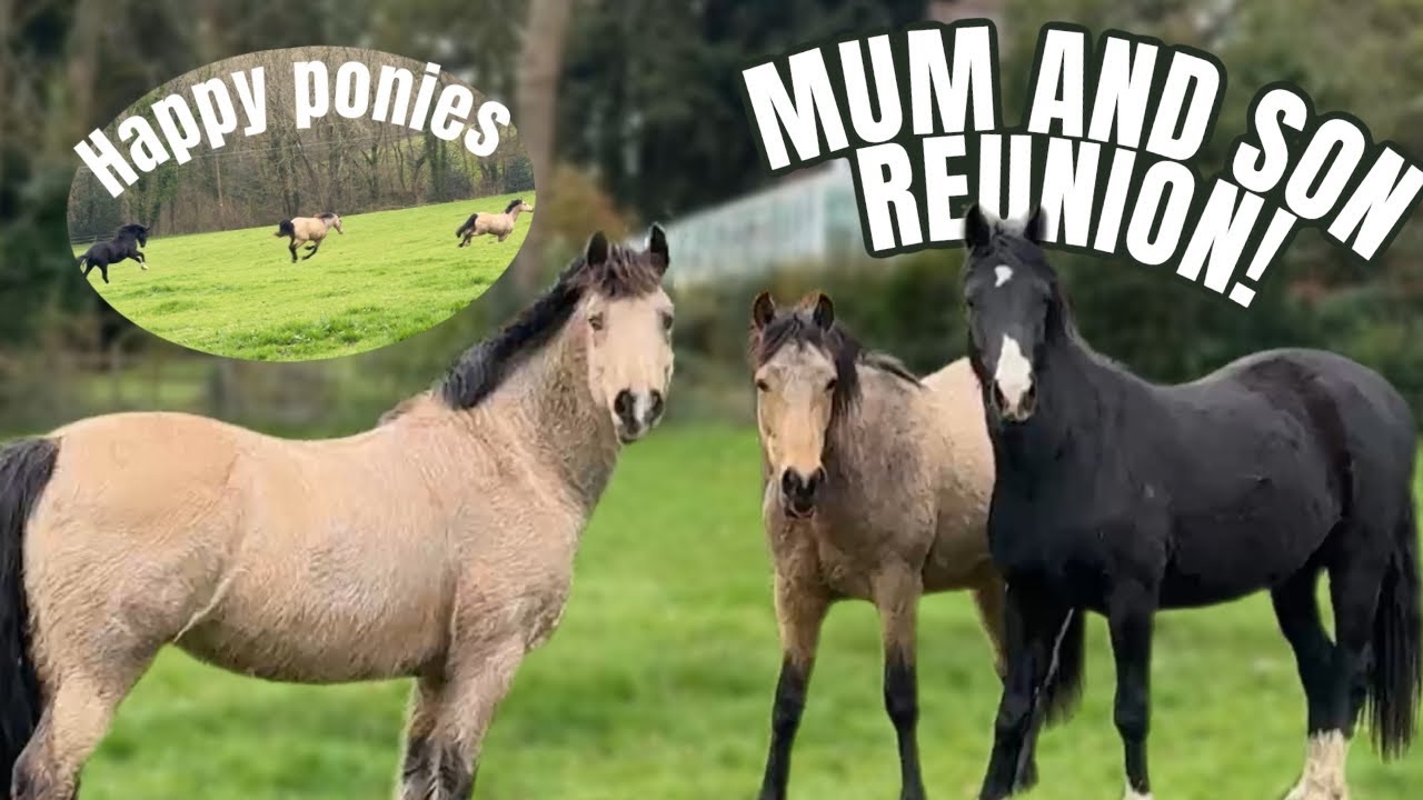 Horse Reunited with her Son! Welcome Home Bear