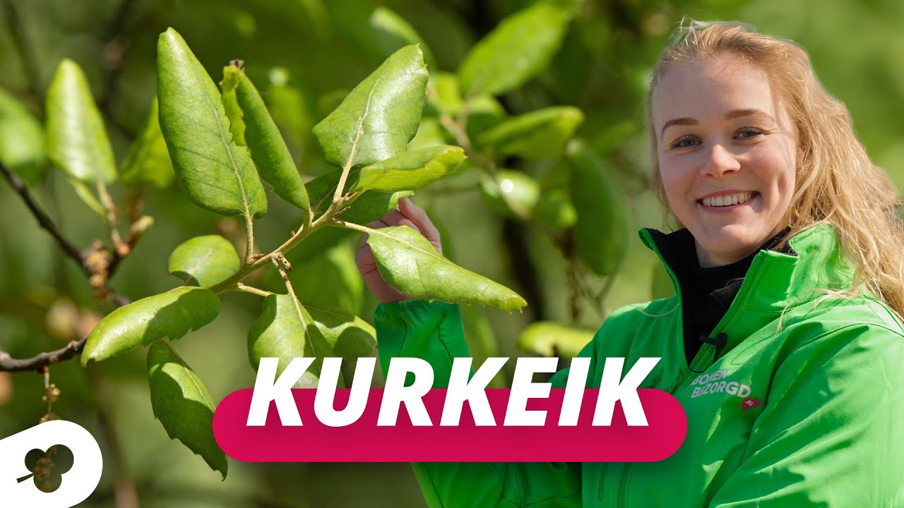 De kurkeik als leiboom! | BOMENTA(L)K #126