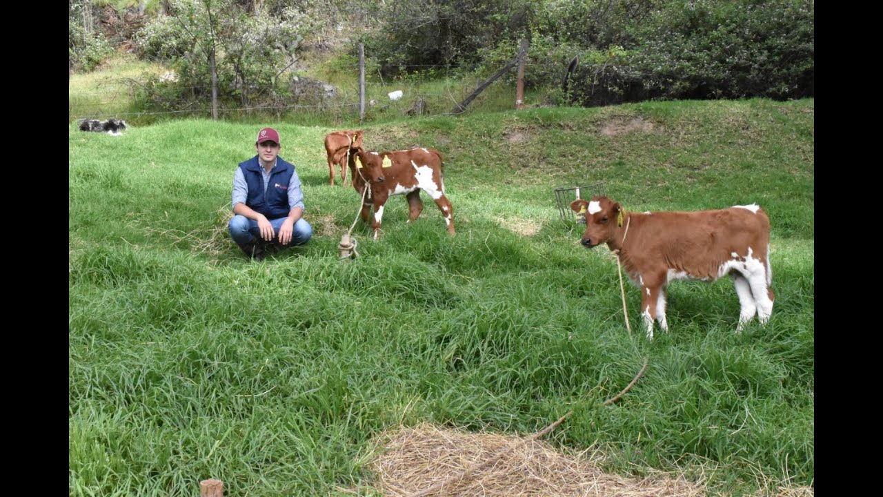 La Fortuna, Nuevo Criador de Ayrshire en Iza, Boyacá