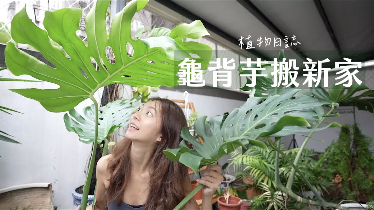 龜背芋分株換盆🌱長新芽了｜口罩再利用｜植物日誌