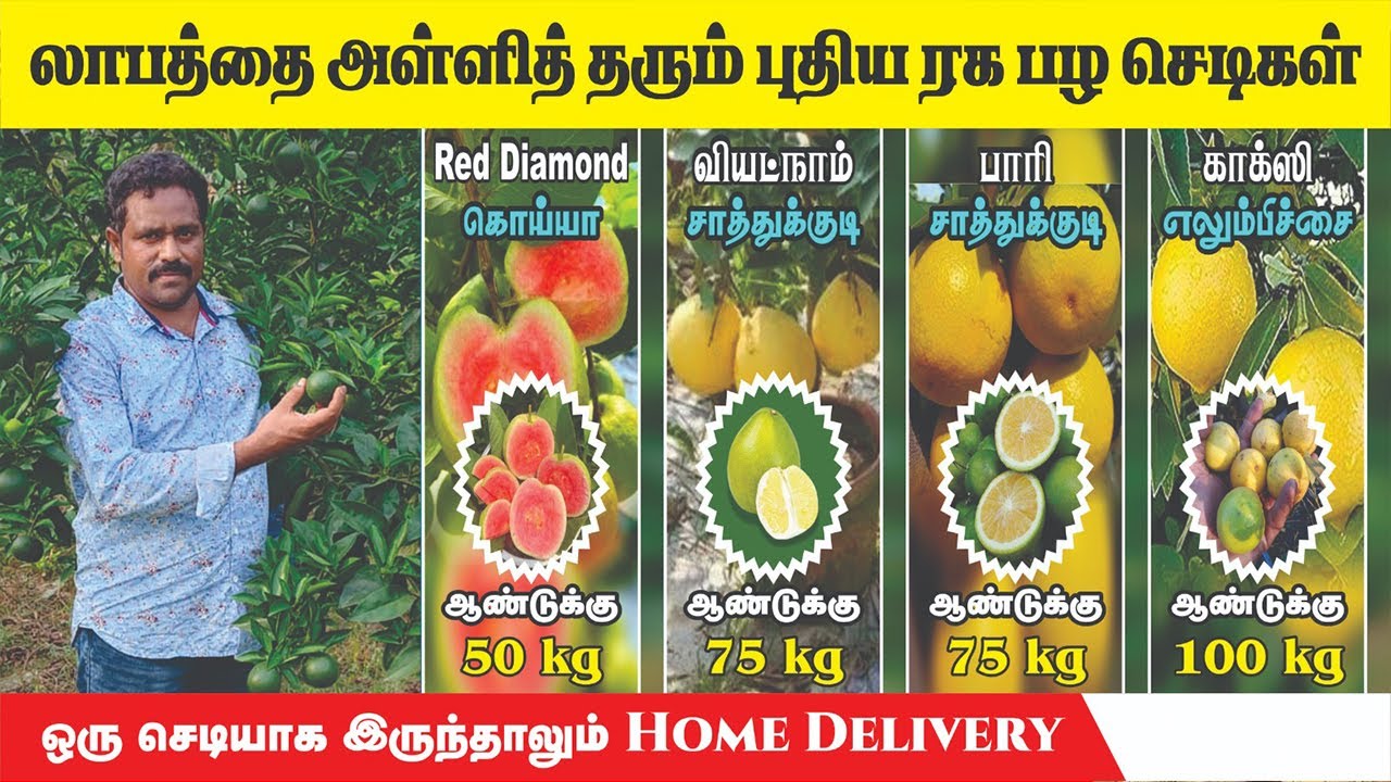 100-க்கு மேற்பட்ட பழ ரக செடிகள் Red Diamond Guava | Vietnam Sathukudi | Bari Sathukudi | Kagzi lemon