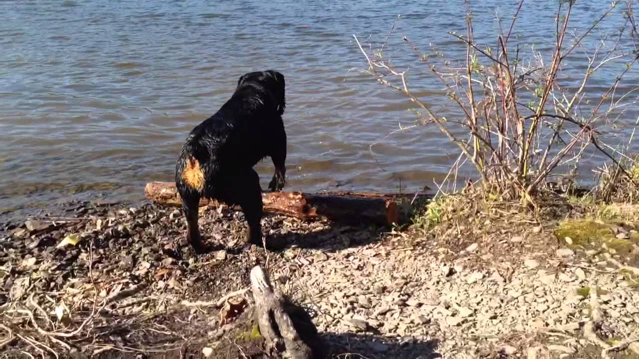 Rottweiler vs Staffordshire Bull Terrier
