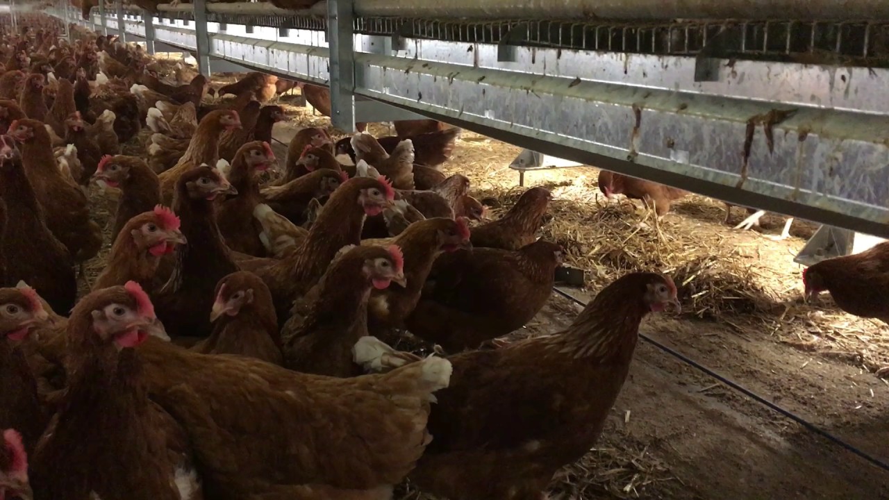 Potters Poultry - Floor Scraper System