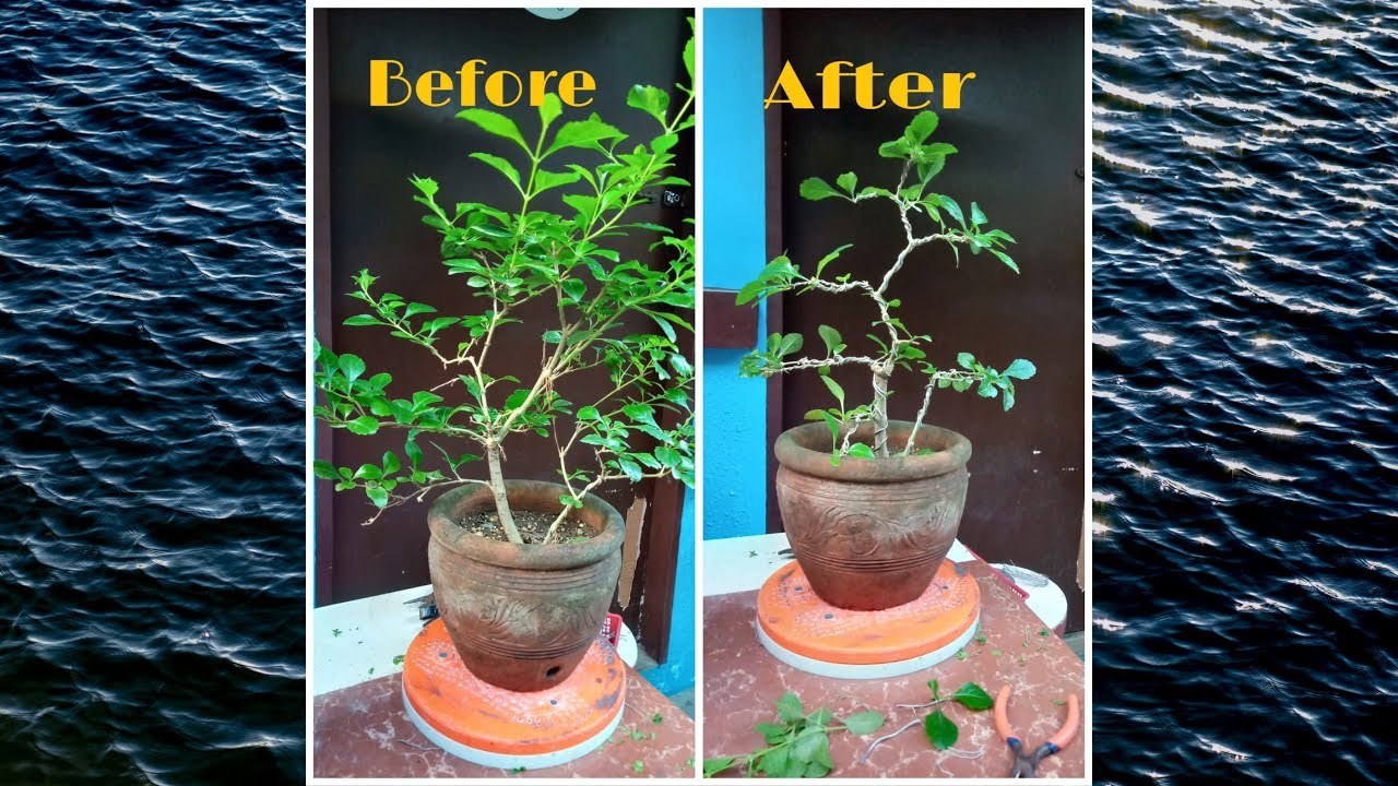 PAANO GUMAWA NG BONSAI/HOW TO MAKE A BONSAI TREE