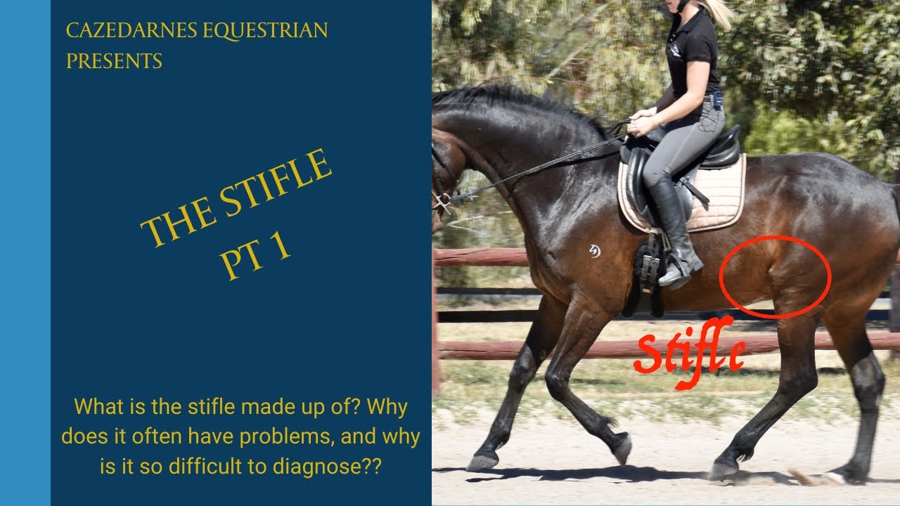 The Equine Stifle - Problems?  Start here