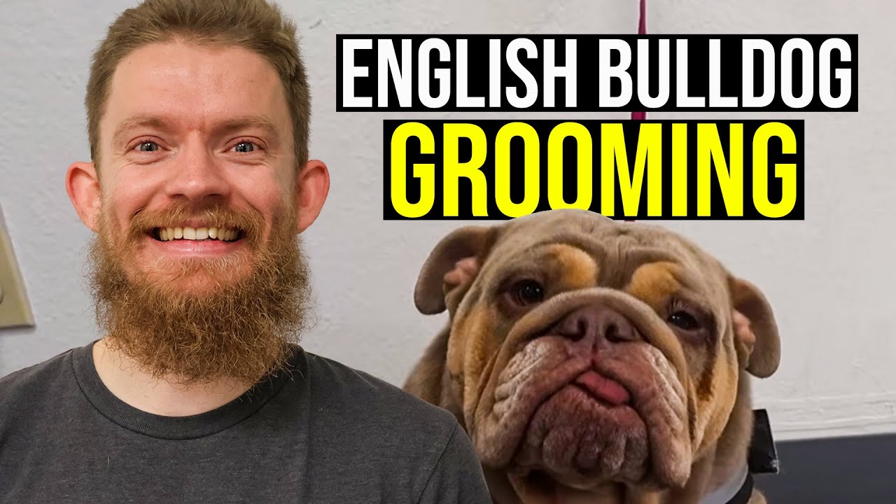 Today I groomed an adorable wrinkle pup | English Bulldog