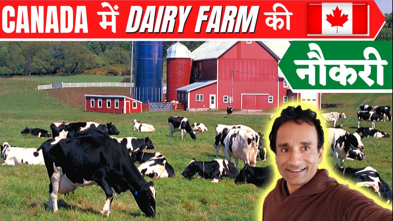 canada में डेरी फार्म job | cow DAIRY FARM JOB in canada