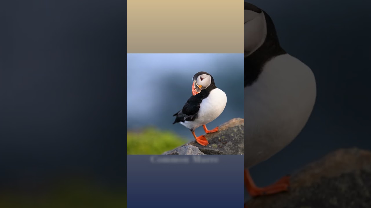 Newfoundland Puffins and Gannets Photo Workshop 2026 