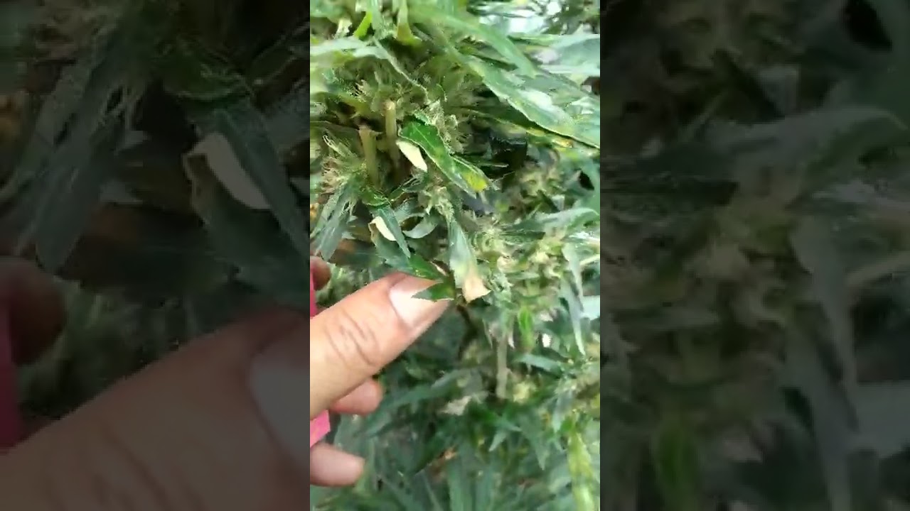 Lemon Berry Candy OG R2