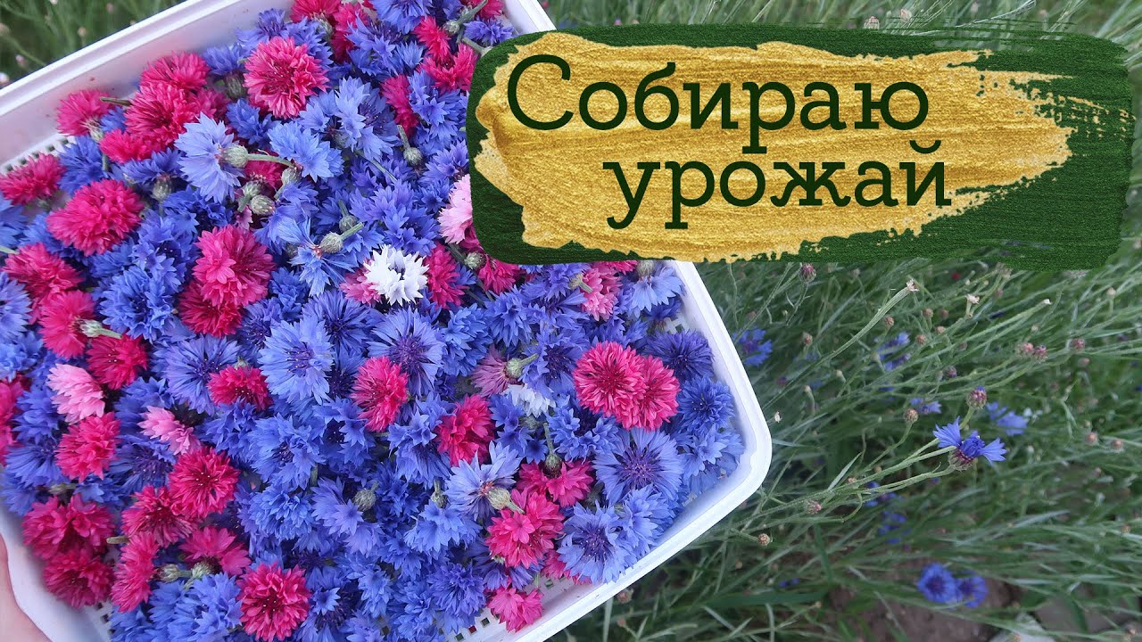Мой урожай цветов 🌸🌿 | Masherisha