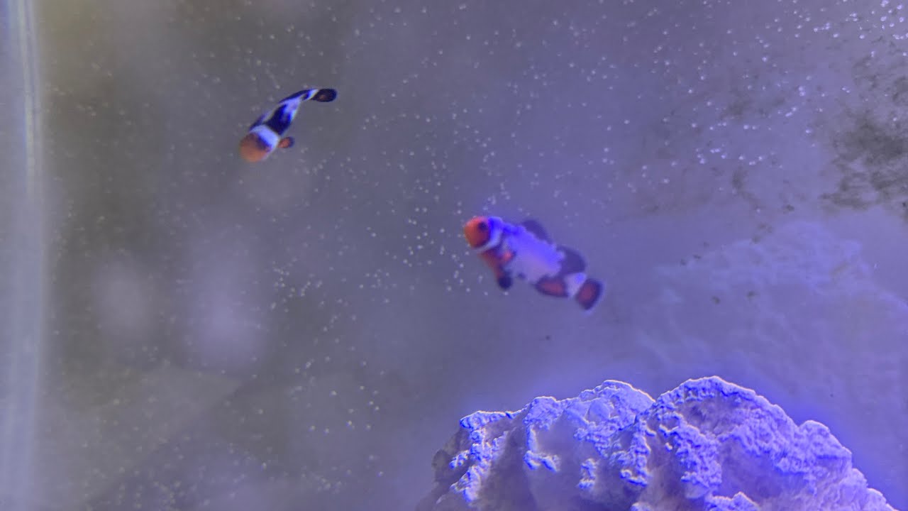 New cleanup crew! And fish updates