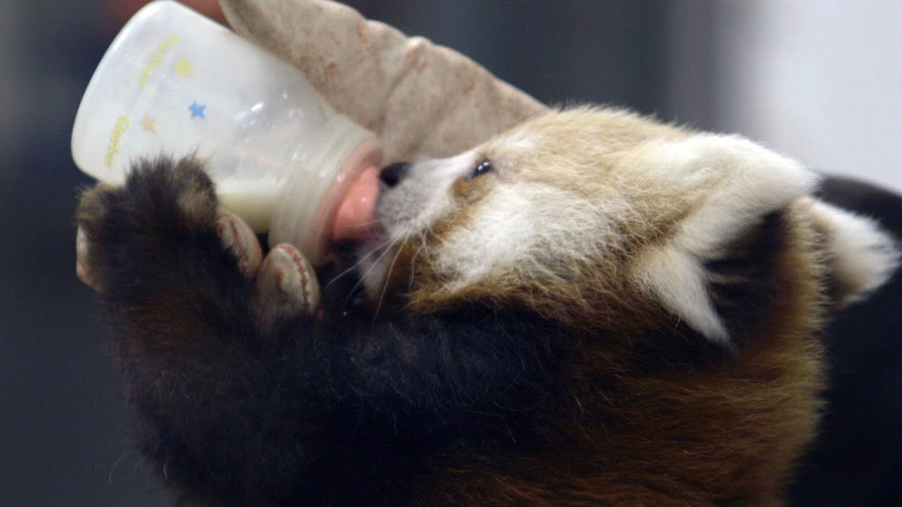 Wild Inside the National Zoo: Raising Red Pandas