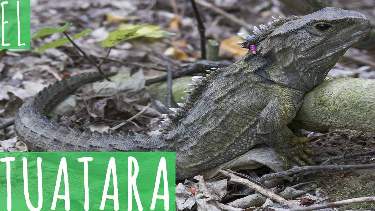 EL TUÁTARA