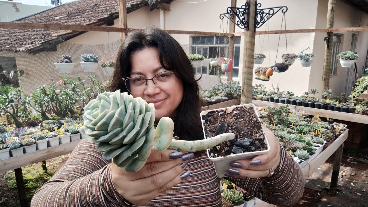 2: ÁRVORETAS de SUCULENTAS 🌳#succulents