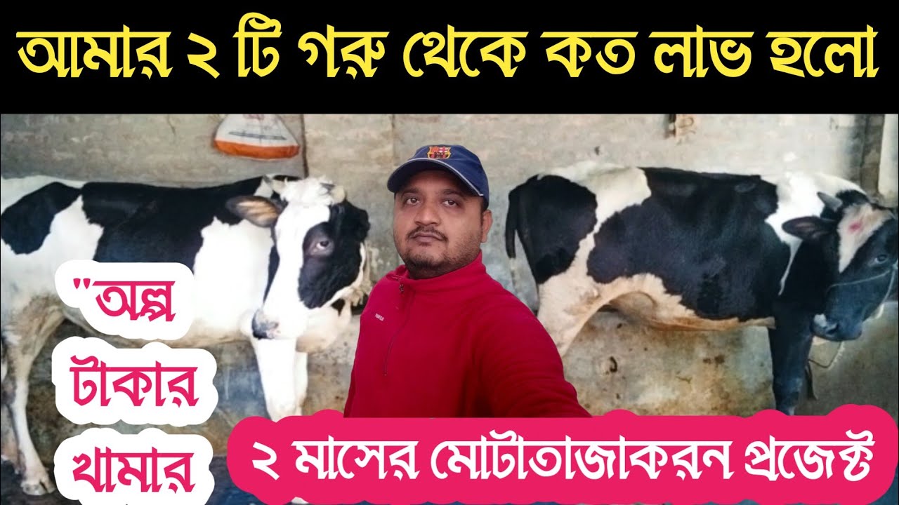 দুটি গরু থেকে ২ মাসে মোট আয় - ব্যয় || মোটাতাজাকরন পদ্ধতি /Cow farming / বংশীএগ্রো