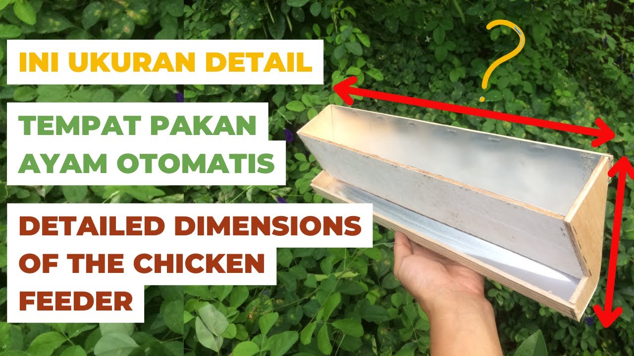 Bagi yang bertanya, Ini dia detail ukuran tempat pakan ayam otomatis