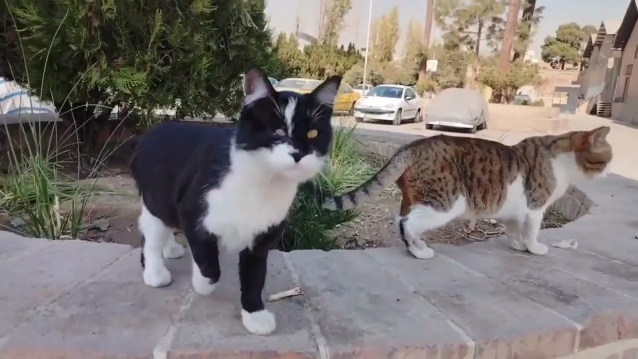 A normal day in the cats’ extraordinary world
